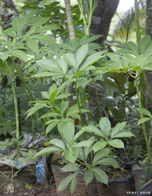 田七叶植物:古老而神奇的中草药