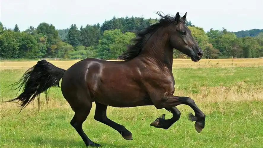第九名野马是世界上最珍贵的宝马之一