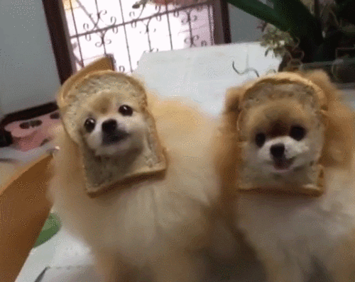 卖萌gif汪星人gif博美gif吐舌头gif面包片gif玩坏了gif野表情gif萌宠