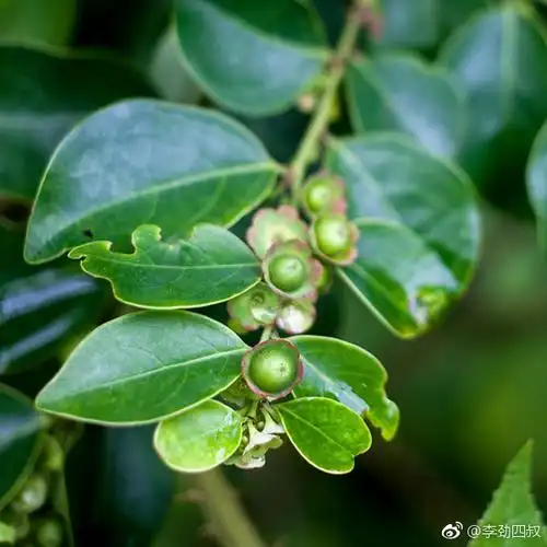 铁甲将军,夜兰茶,锅盖仔,四眼草,乌漆臼,青漆,山树兰,狗脚利(《生草药