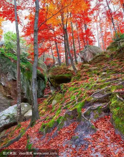 五彩缤纷的秋景在山林中