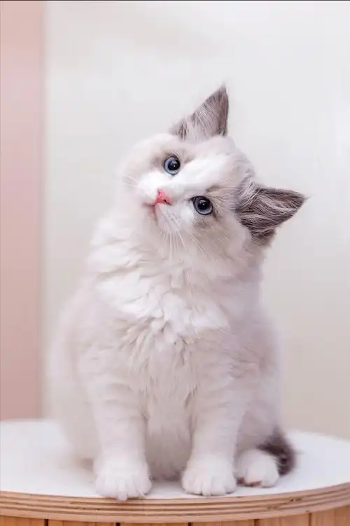 "布偶猫"的饲养方法,简单实用,建议收藏~_猫咪