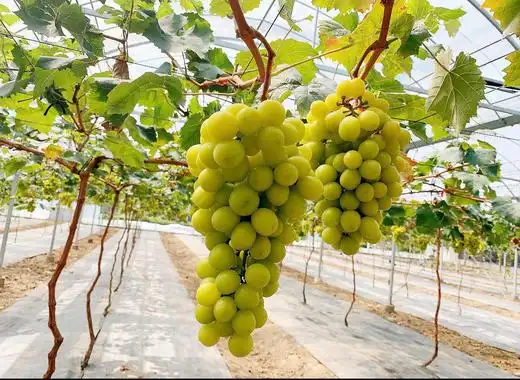 阳光玫瑰精品礼袋可兑券