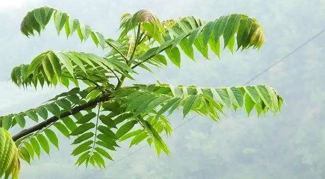 又臭又带刺的臭椿树,为什么在农村被称作"树王"?看完明白了!