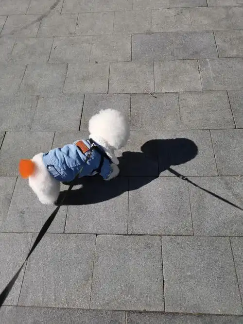 小狗狗怎么连影子都这么可爱呀