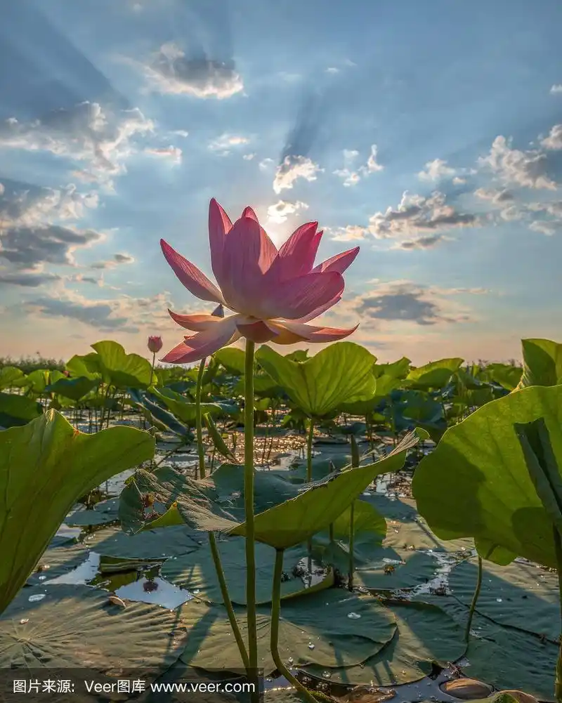 莲花.夏季日出.