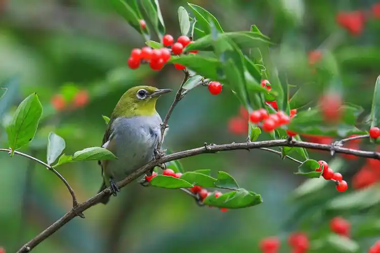 漂亮的小鸟"绣眼" - 美篇