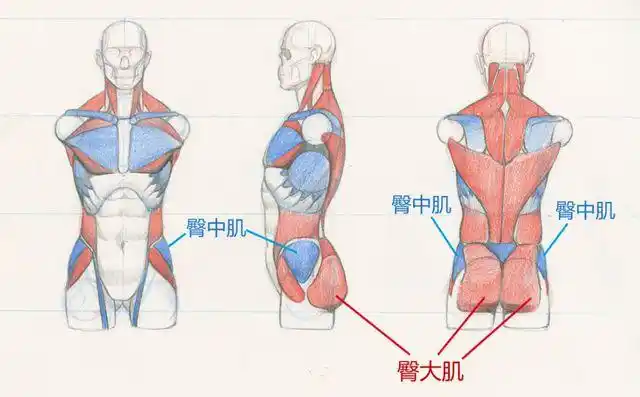 但我们人类臀部上最大的肌肉则是臀大肌,并且分布方式