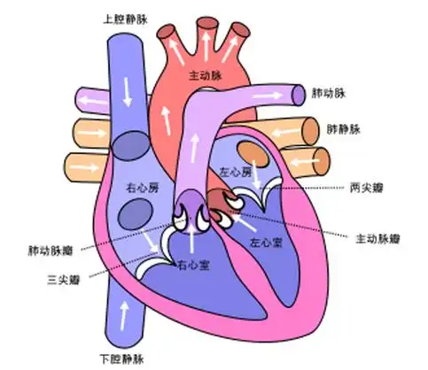 心脏和胰腺,甲状腺等腺体一样也是一个内分泌器官,分泌许多种激素.