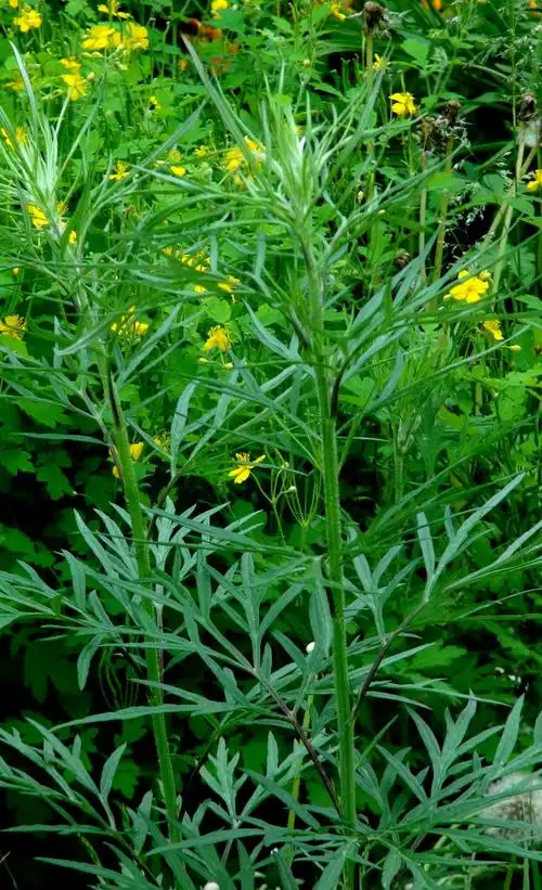 p>裂叶蒿(学名: i>artemisia tanacetifolia /i> linn.