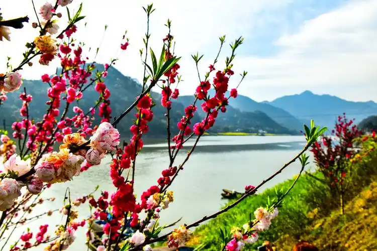 新安江山水画廊踏青之旅