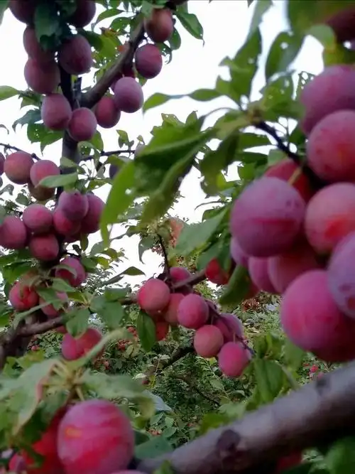 瓜果飘香时,寅源农庄油杏李子春雪桃熟了
