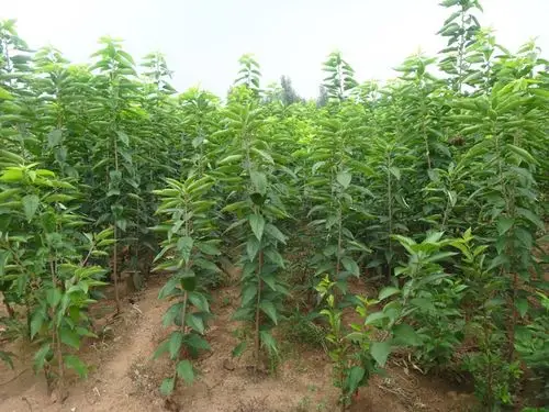 山东樱桃苗,山东黑珍珠樱桃树苗,山东黑珍珠大樱桃树苗新品种