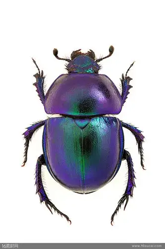 关键词:金龟子甲壳虫昆虫动物彩色外壳生物触角陆地动物飞行动物昆虫