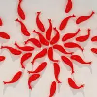 红色鲤鱼微信头像_微信头像图片大全