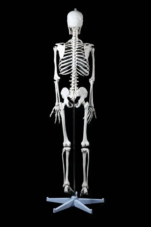 人体骨骼模型标准医学170cm180人体全身骨骼模型 骷髅骨架标本脊柱 雅