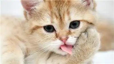 超可爱激萌猫咪舔爪子呆萌喵星人360