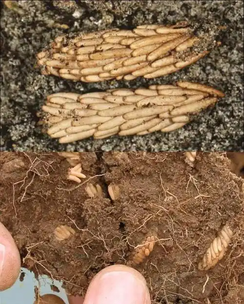 蝗虫卵在沙土中极为密集