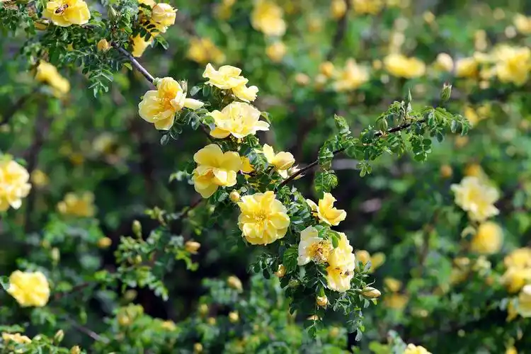 p>黄刺玫,拉丁学名: rosa xanthina lindl,落叶灌木.