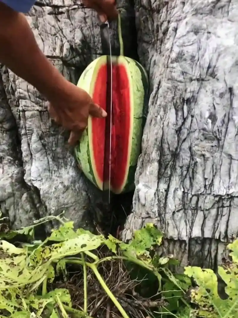 石头缝里的西瓜只能这样吃了,这一看就是好瓜,特甜的那种![开心]