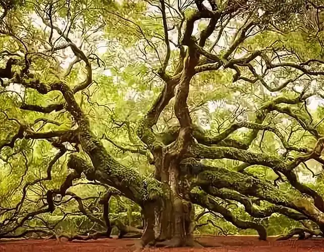 中国3棵贵族树,每棵都价值连城,有的配有警卫,有的投保1个亿