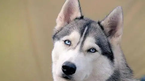 二哈趁主人不在地毯式拆家,主人震怒买了盆螃蟹,二哈直接认怂!