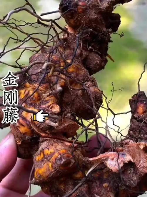 金刚藤作用小知识