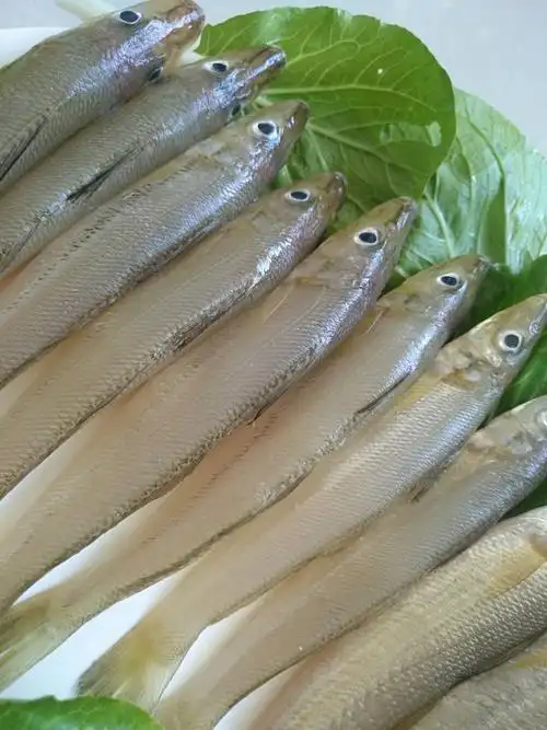 沙尖鱼新鲜深海鱼野生沙丁鱼新鲜鱼2500g海鲜水产冷冻冰鲜鱼