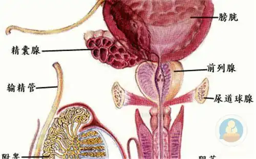 尿道炎的危害有哪些 患了尿道炎要注意什么