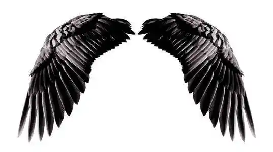 黑色天使天使翅膀, 白色 backgr 的自然黑色翅膀羽毛照片