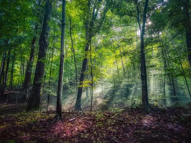 桌布 森林,树木,绿色,夏天 2560x1600 hd 高清桌布, 图片, 照片