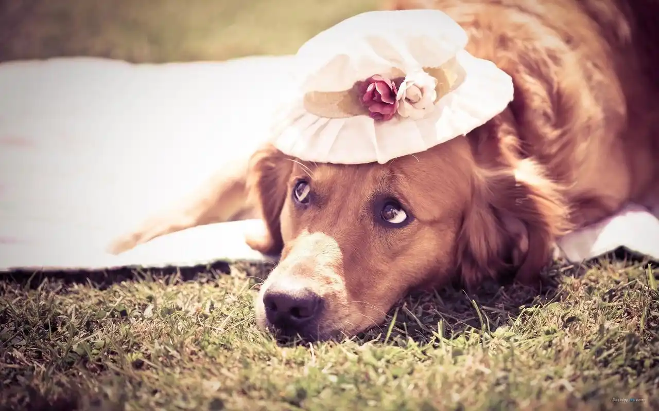 酷拽小狗电脑壁纸_酷拽小狗的时尚经