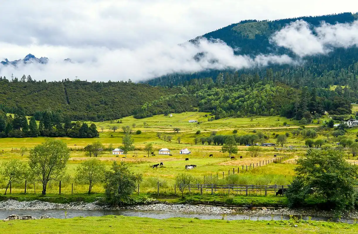 鲁朗林海是西藏林芝地区的一处自然风景区,被誉为"雪域瑞士"和"西藏