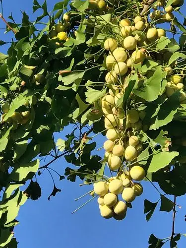 银杏树的果实一串串挂在树上,像是一个个精灵,剥去外壳,里面的果子叫