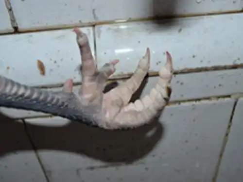 今天朋友送来一只鸡,杀完后发现鸡爪有6个"脚指头",这个算不算畸形