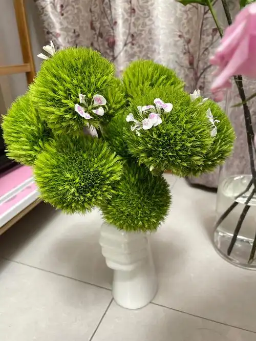 会开花的绿毛球