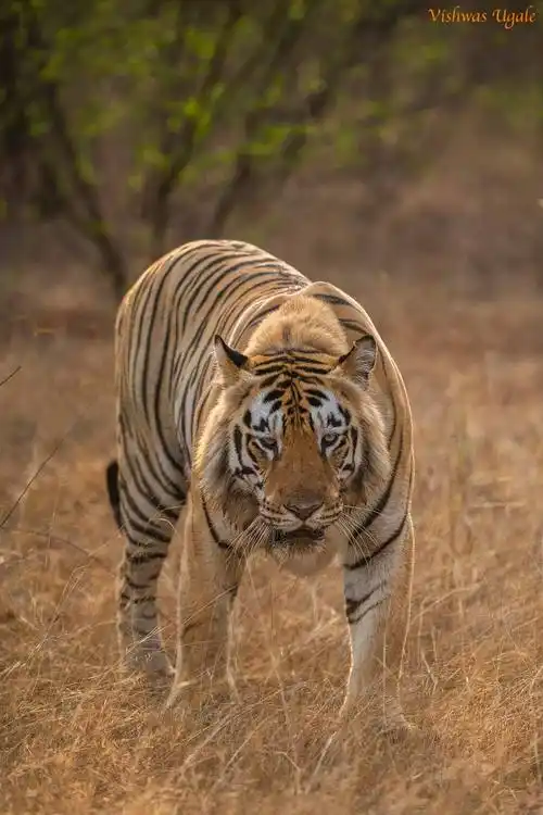 远东北亚巨虎 _ 哔哩哔哩相簿