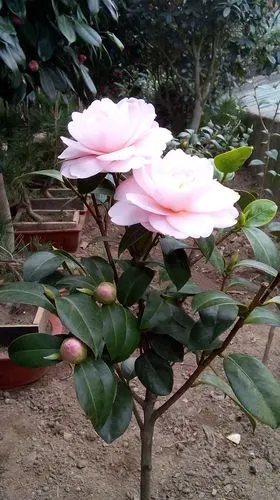 童子面茶花,适合北方陆地栽培的优质品种.