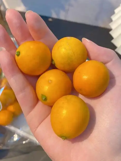 止咳化痰甘甜小金桔