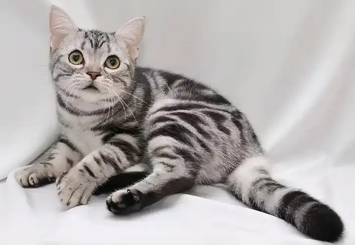 短尾猫多少钱一只(美国短毛猫) - 价格百科