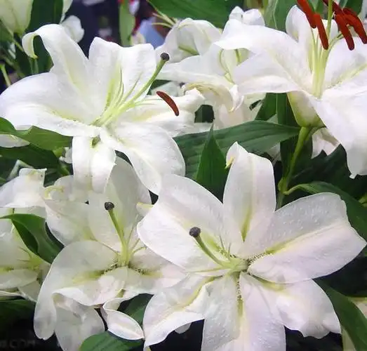 百合品种雷山杂交,再与白森林回交选育而成) 审定编号:粤审花