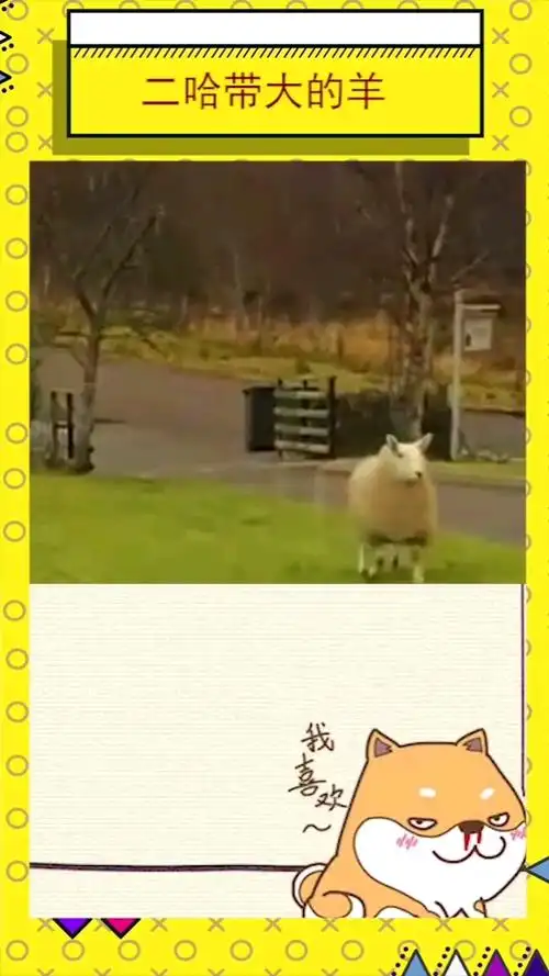 宠物最可爱的样子#一只被二哈带坏的咩