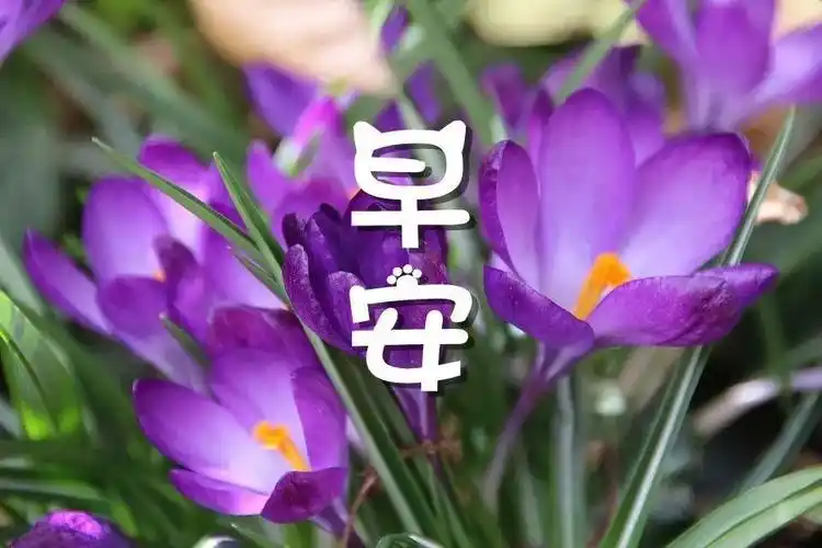 早安图片早安心语早安图片唯美