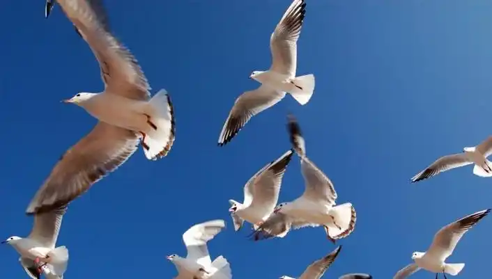 海鸥在大海自由飞翔生态自然摄影图片分享