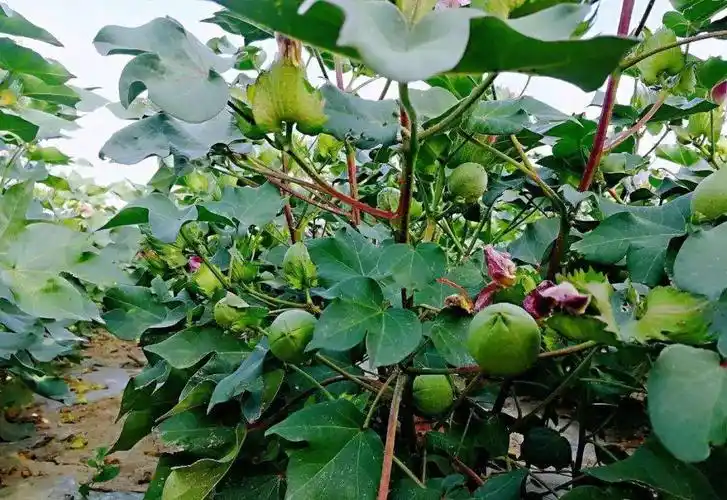 黑夜的那盏灯 - 美篇