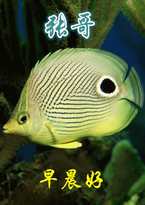 主题画.珊瑚海鱼.问候人.张哥等.问候语.早晨好.音乐.海风阵阵愁煞人.