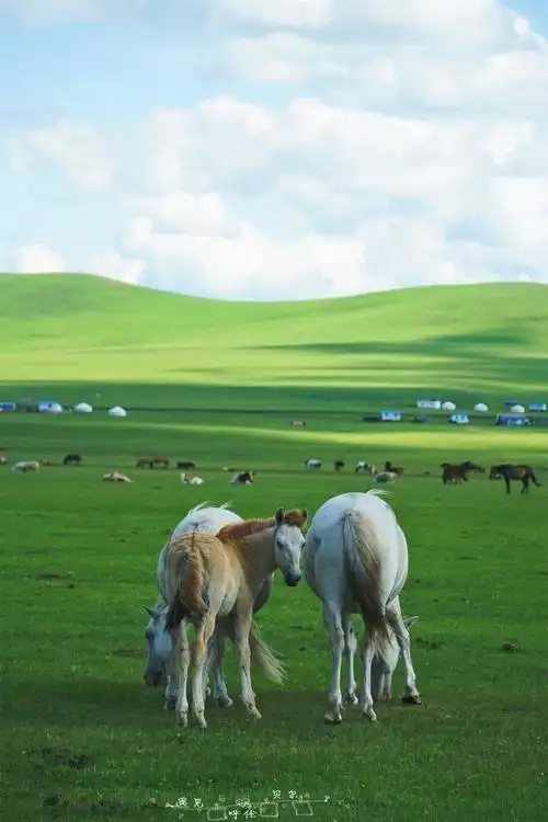 呼伦贝尔大草原,走过你来时的路,呼伦贝尔大草原
