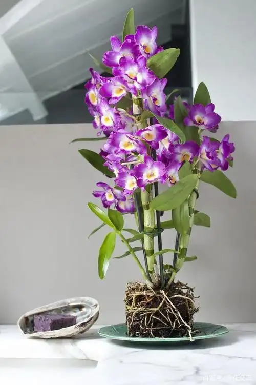 可以用树皮或水苔种好的石斛兰,半阴阳台就可养好,花朵又大又多