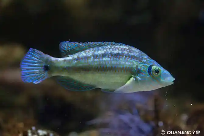 海鱼图片_图片大全