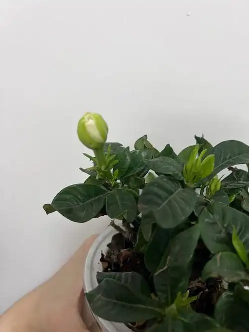 小半年前因为好奇花香养的栀子花长花苞了